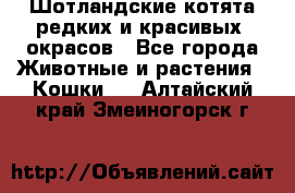 Шотландские котята редких и красивых  окрасов - Все города Животные и растения » Кошки   . Алтайский край,Змеиногорск г.